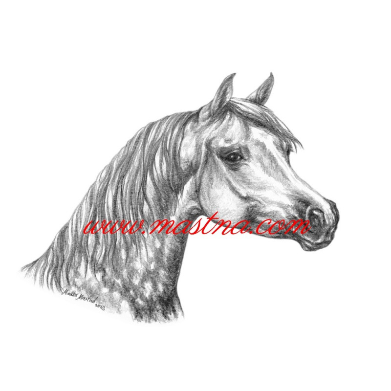 Samolepka arabský plnokrevník, kůň, koně