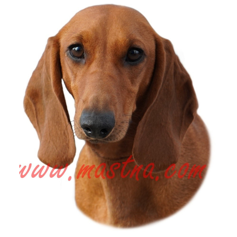 Samolepka jezevčík hladkosrstý