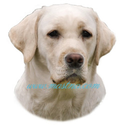 Samolepka labrador retrívr