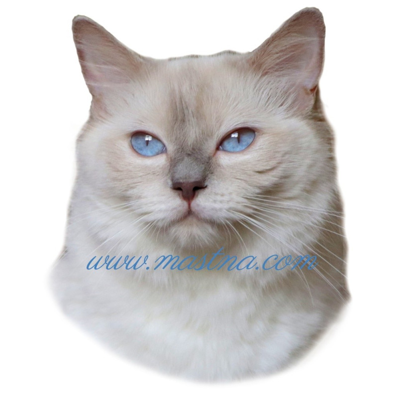 Samolepka kočka ragdoll