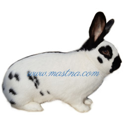 Samolepka králík český strakáč