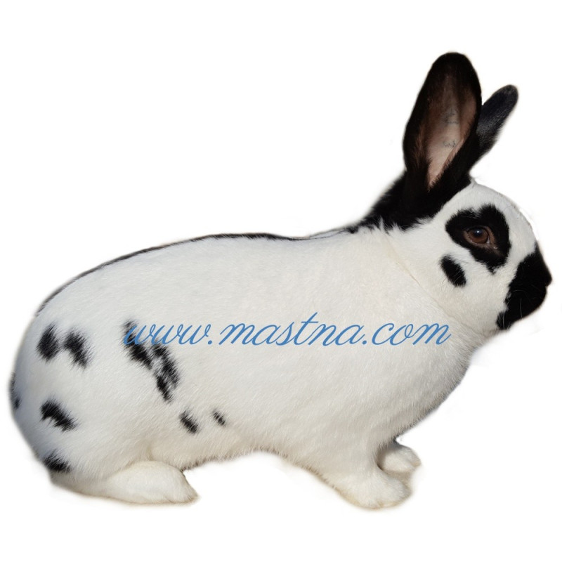 Samolepka králík český strakáč