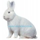 Samolepka králík vídeňský bílý