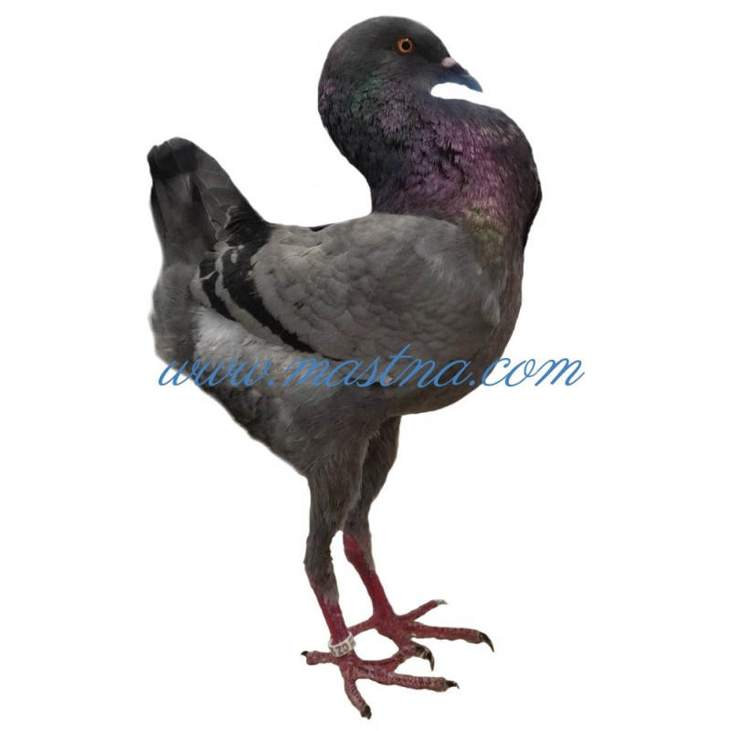 Samolepka holub maltézský slepičák