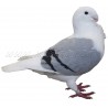 Samolepka holub antverpský racek