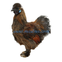 Samolepka slepice hedvábnička, drůbež