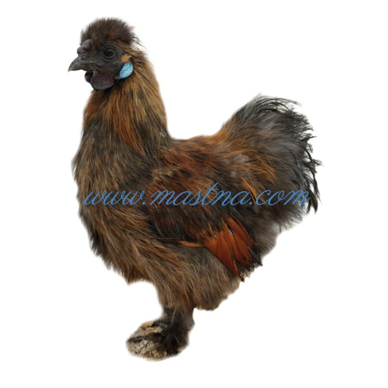 Samolepka slepice hedvábnička, drůbež