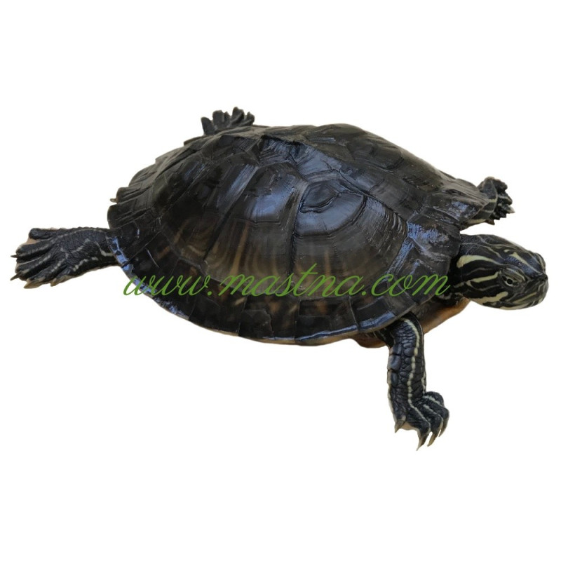 Samolepka želva vodní