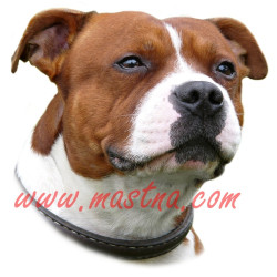 Samolepka stafordšírský bulteriér