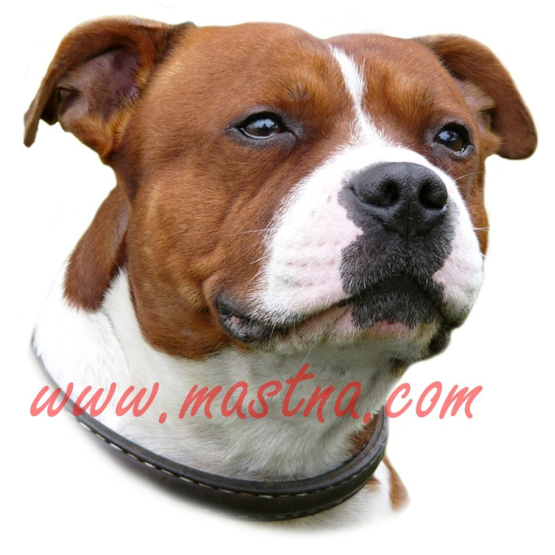 Samolepka stafordšírský bulteriér