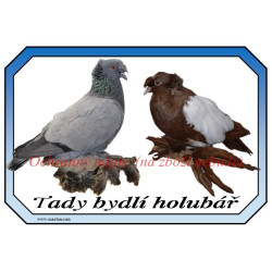 Cedulka holub český bublák