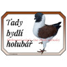 Cedulka holub modena