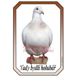 Cedulka holub modena