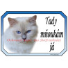 Cedulka kočka ragdoll