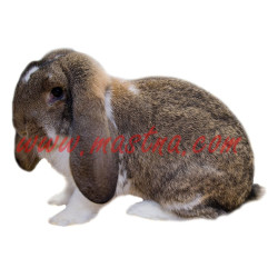 Samolepka králík beran strakáč