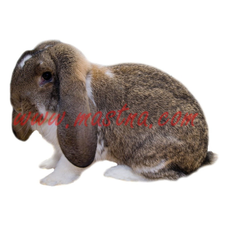 Samolepka králík beran strakáč