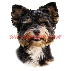 Samolepka biewer, yorkshire, jorkšír