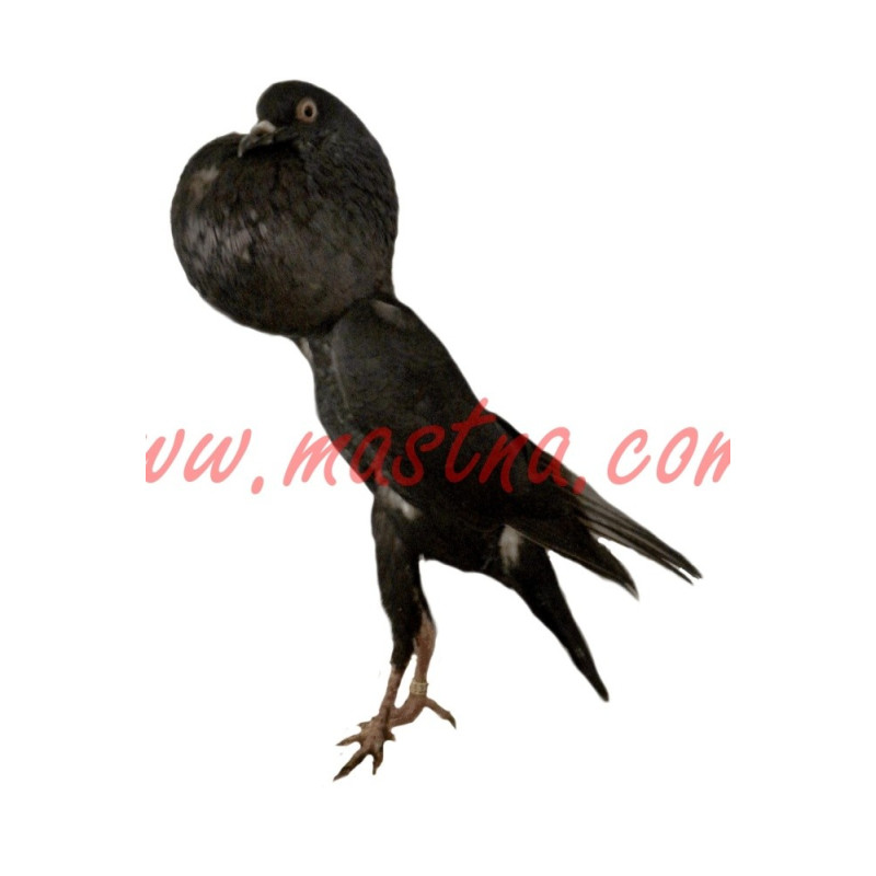 Samolepka holub brněnský voláč