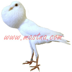 Samolepka holub brněnský voláč