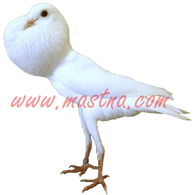 Samolepka holub brněnský voláč