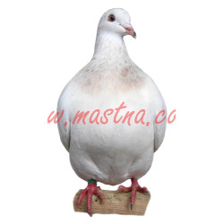 Samolepka holub texan