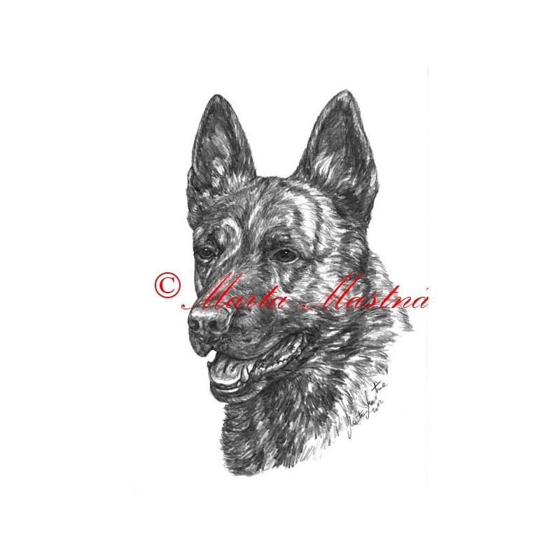 Samolepka holandský ovčák - archiv
