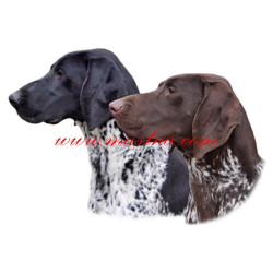 Samolepka německý ohař krátkostsrtý