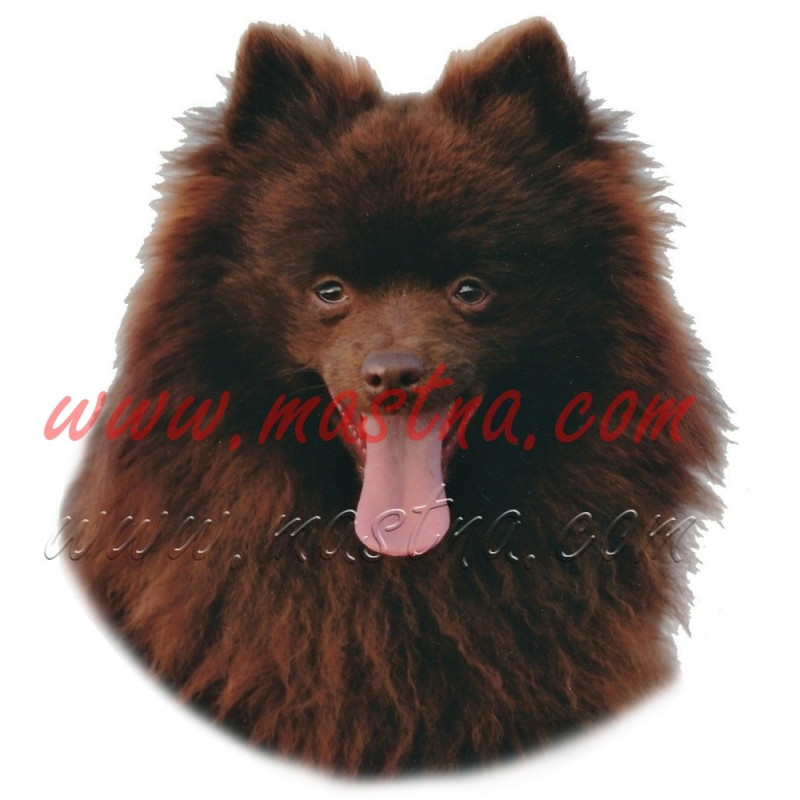 Samolepka špic německý hnědý