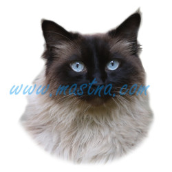 Samolepka kočka ragdoll