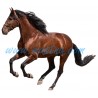 Samolepka španělský kůň, koně