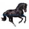 Samolepka španělský kůň, koně