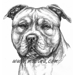 Samolepka americký stafordšírský teriér