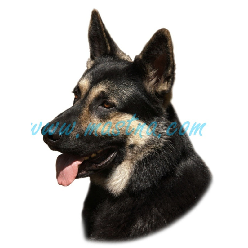 Samolepka ovčák východoevropský, německý