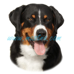 Samolepka appenzelský salašnický pes