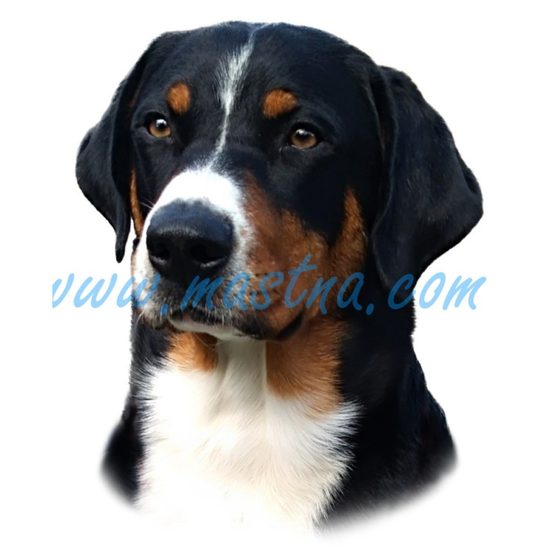 Samolepka appenzelský salašnický pes