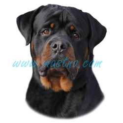 Samolepka rotvajler. rotweiler