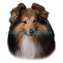 Samolepka sheltie, šeltie