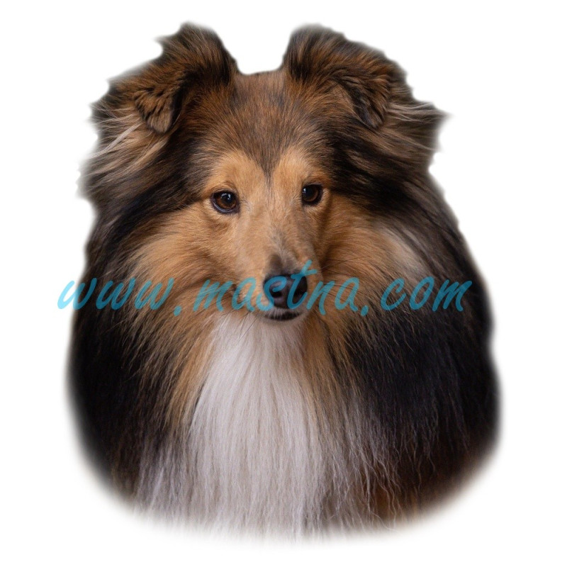 Samolepka sheltie, šeltie