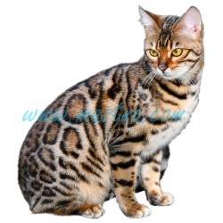 Samolepka kočka bengálská
