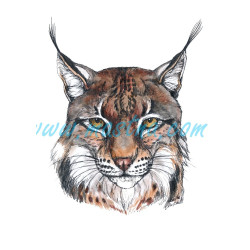 Obraz rys ostrovid, šelmy, perokresba - tisk