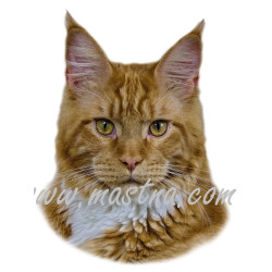 Samolepka kočka mainská, maine coon