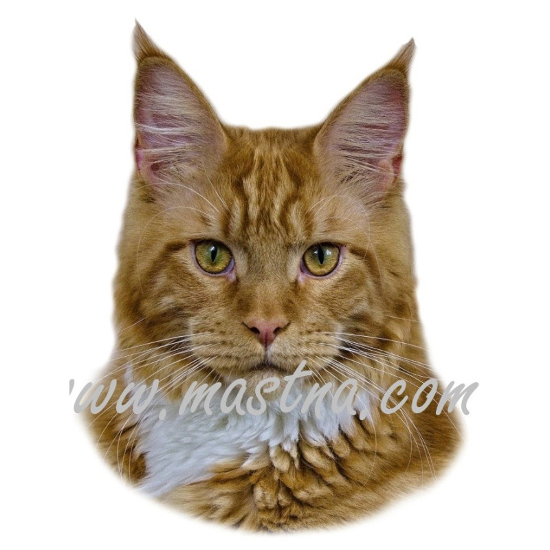 Samolepka kočka mainská, maine coon