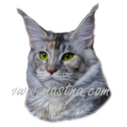 Samolepka kočka mainská, maine coon