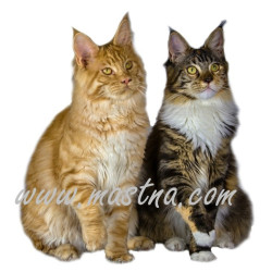 Samolepka kočka mainská, maine coon