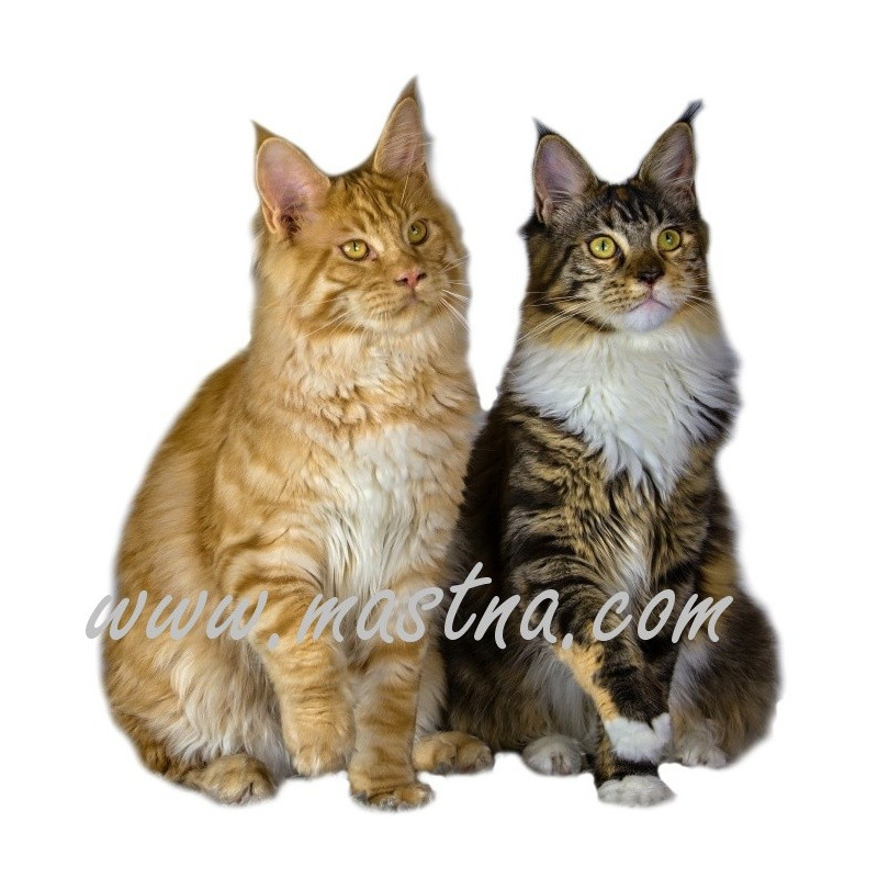 Samolepka kočka mainská, maine coon