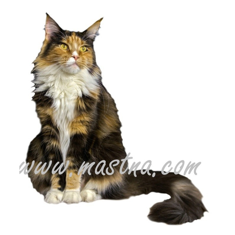 Samolepka kočka mainská, maine coon