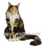 Samolepka kočka mainská, maine coon