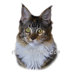 Samolepka kočka mainská, maine coon