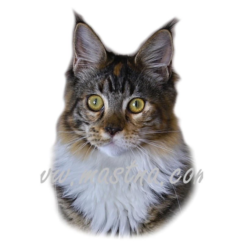 Samolepka kočka mainská, maine coon