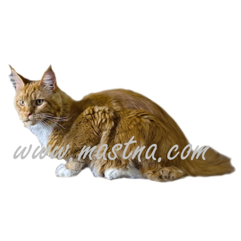 Samolepka kočka mainská, maine coon